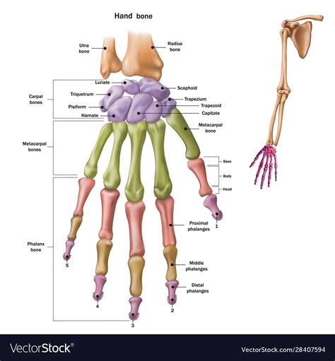 Bones human hand with name Royalty Free Vector Image