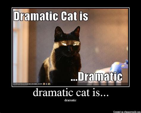 dramatic cat is... - Picture | eBaum's World