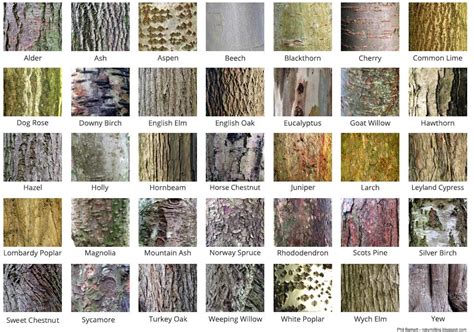 Help with identifying part of a tree | Stafford Forum