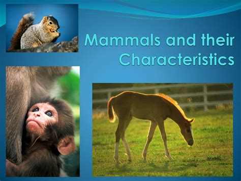 PPT - Mammals and their Characteristics PowerPoint Presentation, free download - ID:4934513