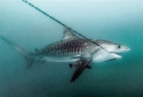 Calls for endangered listing of Tiger sharks as new study reports a 71% ...