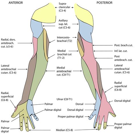 Musculocutaneous nerve - NeurologyNeeds.com