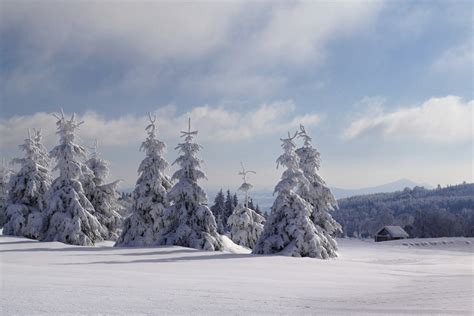 Free Images : landscape, tree, nature, forest, wilderness, snow, winter, sky, white, frost ...