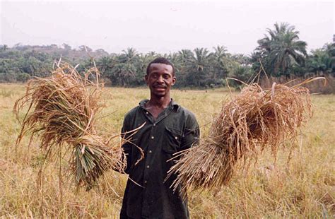 File:Sierra Leone rice farmer.jpg - Wikipedia