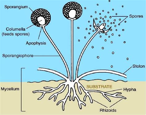 Kingdom Fungi In Detail : Biology Blog