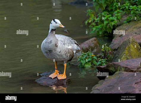 Bar-headed goose (Anser indicus / Eulabeia indica) one of world's ...