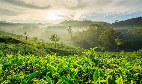 Walking Tours in Munnar - Walking Trails in Munnar - HolidayMonk | Domestic Tour | International ...