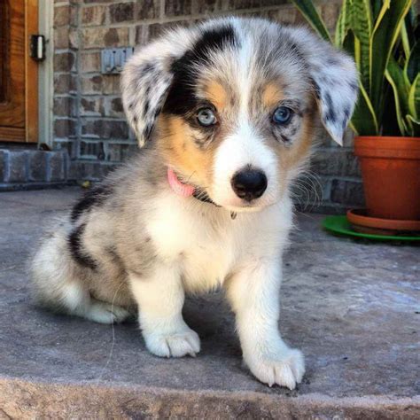 Aussie Corgi Puppies For Sale | PETSIDI