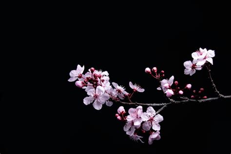 500+ Sakura Pictures | Download Free Images on Unsplash