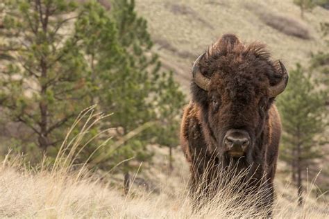 THE WESTERNER: A Fight Over A Bison Herd In Montana Sets Retired ...