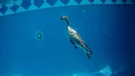 Australian Wood Duck swimming underwater - YouTube