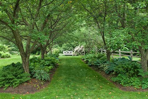 Hostas under trees in Shade Garden | Plant & Flower Stock Photography ...