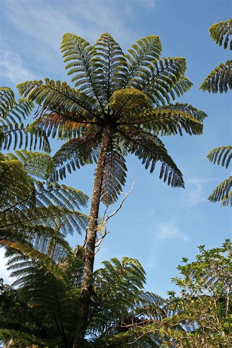 Cyathea medullaris, Mamaku or Black Tree Fern in New Zealand. Cyathea is a genus of tree ferns ...