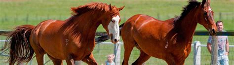 Living Legends - Horse Farm Greenvale Melbourne, Open Hours & Price