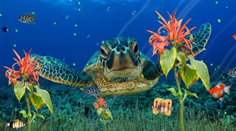 Wonderful Sea Life Aquarium Tropical 3D Screensaver