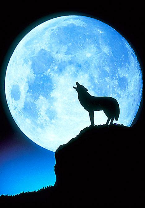 Wolf Pack Howling At The Moon