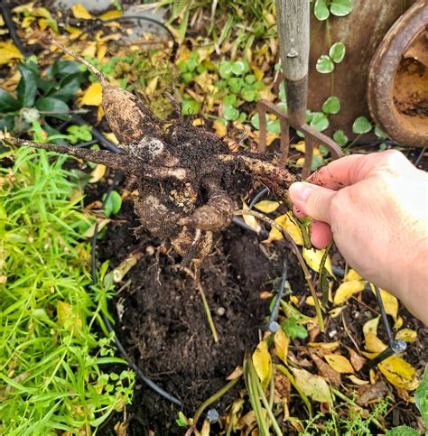 How to Safely Dig Up and Store Your Dahlia Tubers During the Winter ...