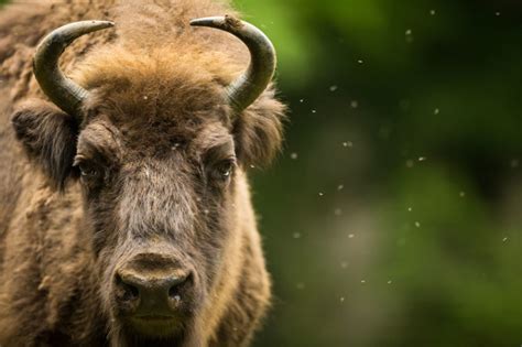 Bison tosses 72-year-old woman off trail in Yellowstone - East Idaho News