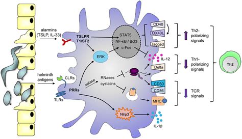 Possible mechanisms by which helminth molecules modulate DCs for Th2... | Download Scientific ...