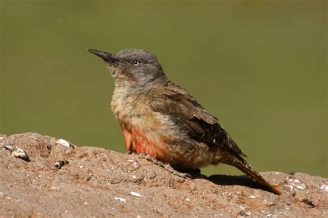 South Africa’s endemic birds - 10,000 Birds