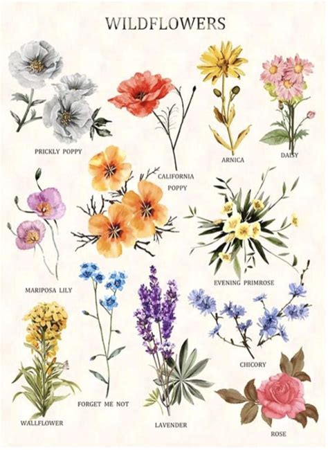 Types of Wildflowers | Wildflower drawing, Flower identification, Different kinds of flowers