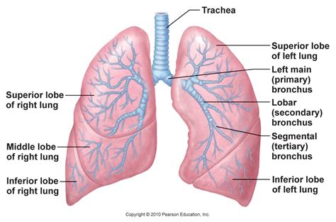 Primary Bronchus | www.pixshark.com - Images Galleries With A Bite!