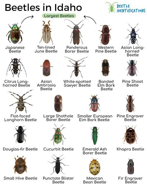 Types of Beetles in Idaho with Pictures