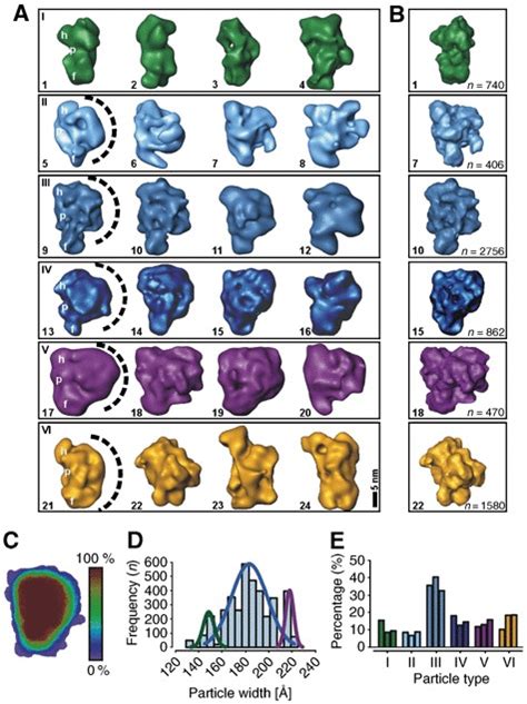 Variability analysis of the ∼35–40S RNA editing complex. (A) 3D-MSA of... | Download Scientific ...