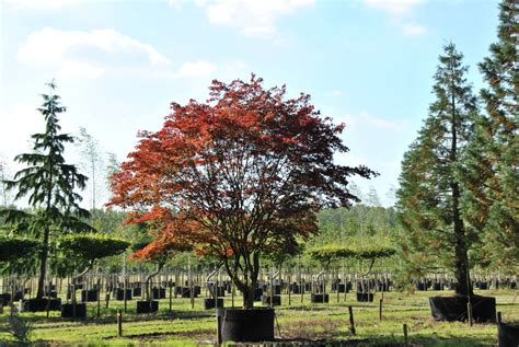 Acer palmatum 'Atropurpureum' | Acer palmatum 'Atropurpureum' - Van den Berk Nurseries