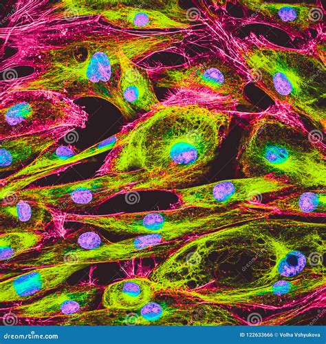 Confocal Microscopy Of Fibroblast Cells Stock Photography | CartoonDealer.com #75502640