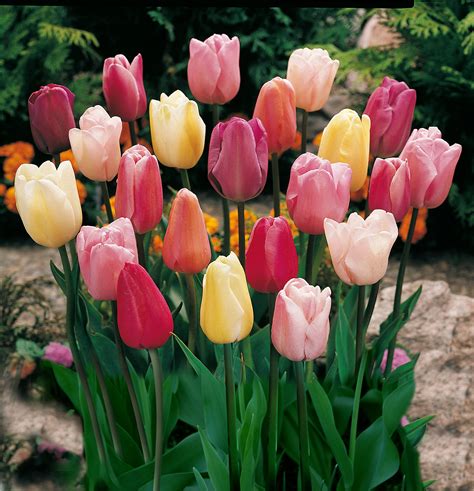 Buy Mixed Triumph Tulips (25 Bulbs) - Assorted Colors of Tulip Bulbs by ...