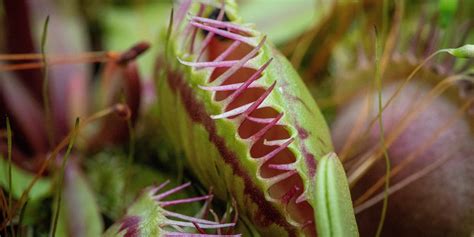 Plants that eat animals: They're out there - Science Musings