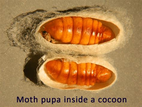 Is it a pupa, chrysalis or cocoon? - Australian Butterfly Sanctuary