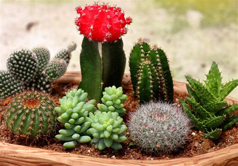 Small Cacti Jigsaw Puzzle