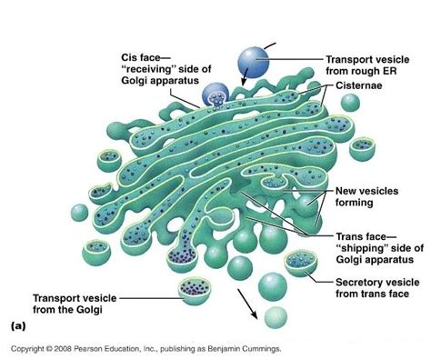 Golgi Apparatus Structure | Biología, Histología, Aparato de golgi