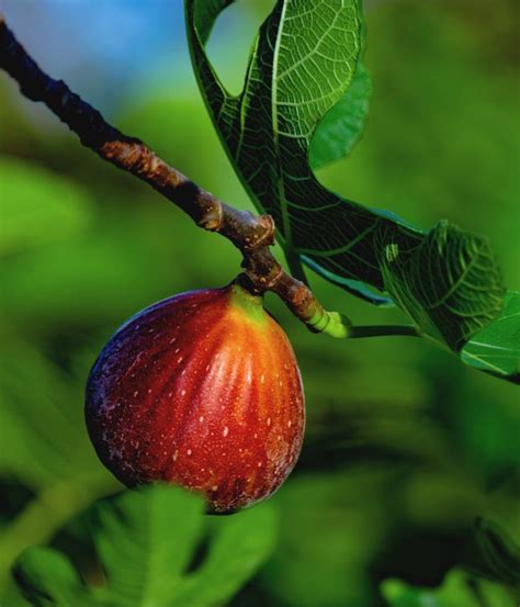 Fig tree - planting, pruning and harvesting figs, and why it doesn't bear fruit | Trees to plant ...