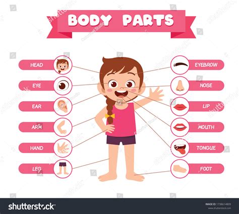 24,720 Limb Body Part Images, Stock Photos & Vectors | Shutterstock