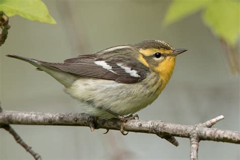 Blackburnian Warbler (female-spring) – Jeremy Meyer Photography