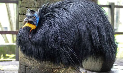 Cassowary Survival Guide: How To Survive An Attack