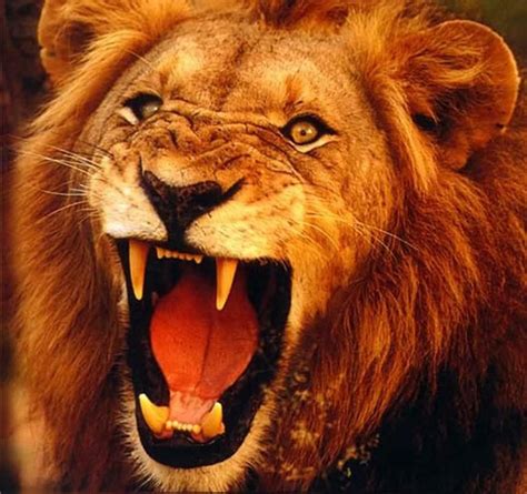 Defeat That Roaring Lion | Here's the Joy