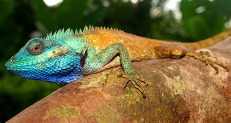 New lizard species discovered in southern Vietnam rainforest | Al-Rasub