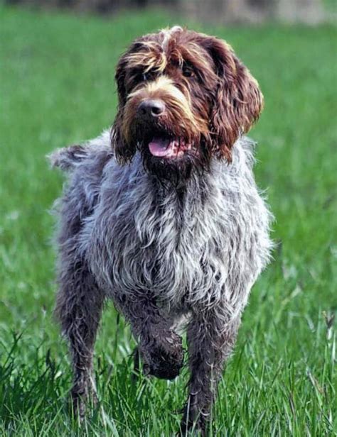 The Wirehaired Pointing Griffon: A Guide for Owners - PetHelpful