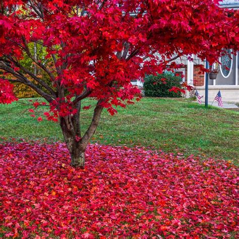 Japanese Red Maple Urn, Grow a Tree from Ashes, Cremation Maple Tree ...