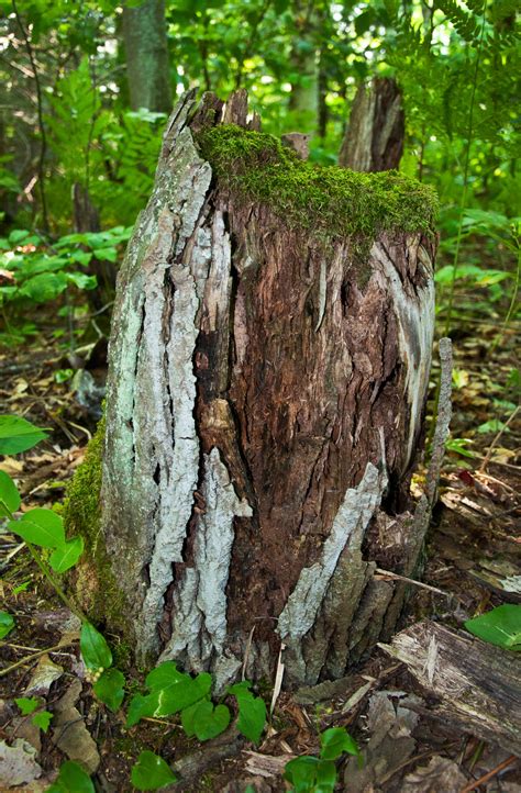 Old rotting tree stump by avyva on DeviantArt