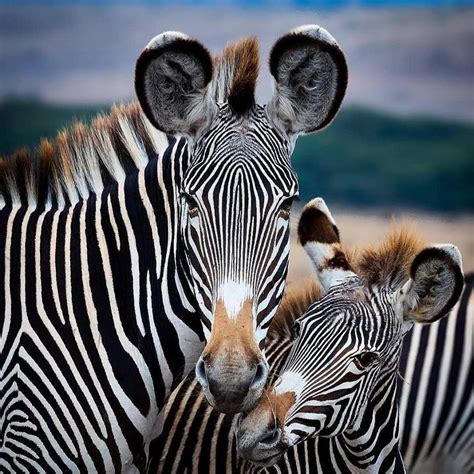 Grevy Zebra | Endangered African Wildlife