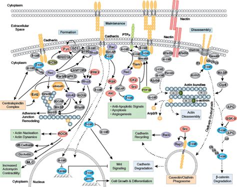 Cell Signaling Technology Pathways | CST