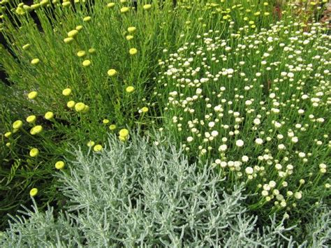 Mediterranean herb plants were commonly cultivated during the tenure of this ancient ...