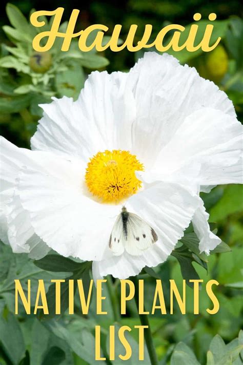 Hawaii Native Plants List: 7 Stunning Plants From The Aloha State