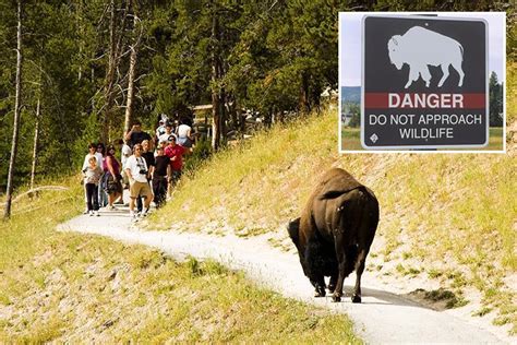 Angry bison gores woman, 59, after charging group of tourists at Yellowstone National Park | The ...