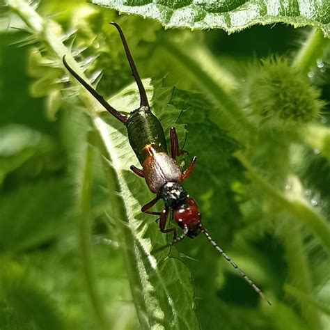 Eudohrnia metallica from Uttarakhand 262554, India on August 23, 2022 ...